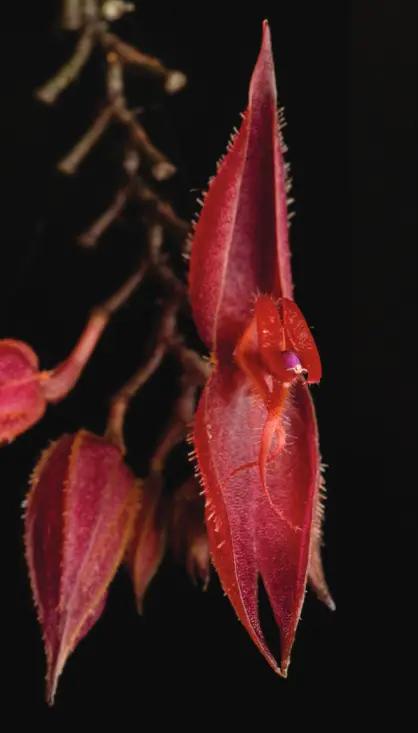 Lepanthes bachue - orquidea - Foto Sebastián Vieira Uribe Lepanthes bachue | Foto Sebastián Vieira Uribe