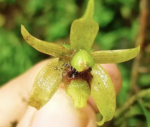 Esta es una de las 16 especies de orquídeas halladas en Fusagasugá (Cyrtidiorchis gerardii). Foto: Edicson Parra