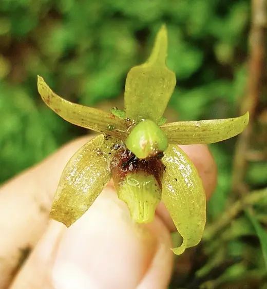 orquidea-fusagasuga-Epidendrum-fusagasugaense-Edicson Parra- Esta es una de las 16 especies de orquídeas halladas en Fusagasugá (Cyrtidiorchis gerardii). Foto: Edicson Parra
